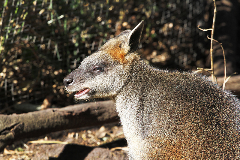 Victoria : Australia : Travel : Photos :  Richard Moore Photography : Photographer : 
